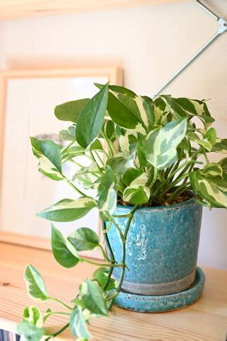 水 種 植物 風水